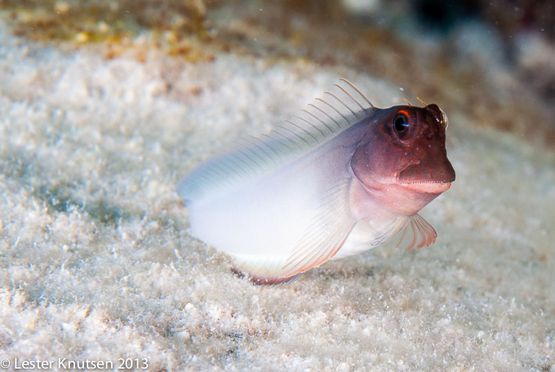LesterKnutsen Bonaire 201302 DSC1920