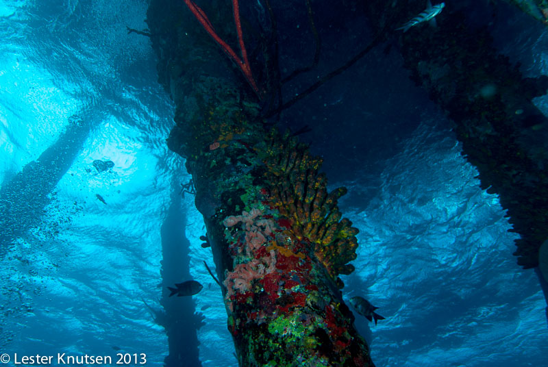 LesterKnutsen Bonaire 201302 DSC2027