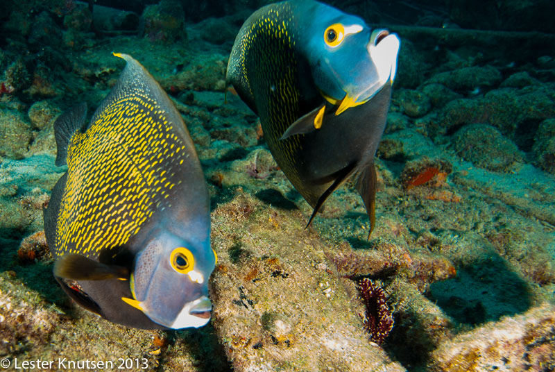 LesterKnutsen Bonaire 201302 DSC2032