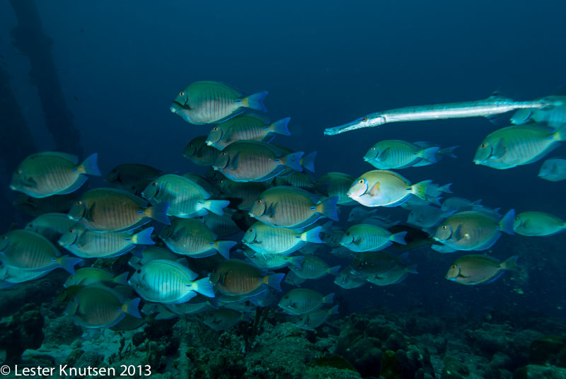 LesterKnutsen Bonaire 201302 DSC2075