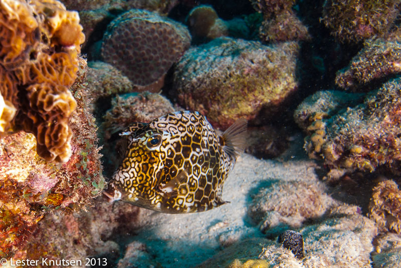 LesterKnutsen Bonaire 201302 DSC2097