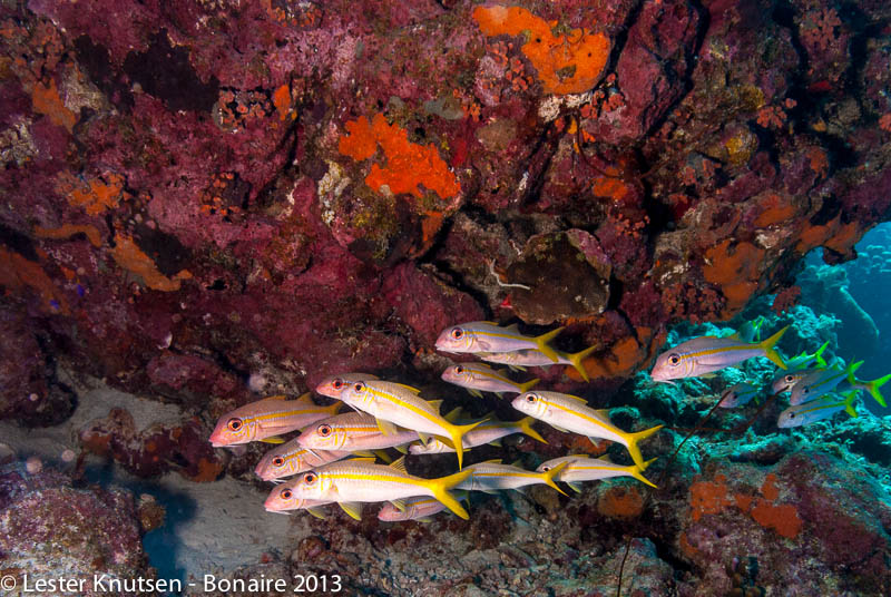 LesterKnutsen Bonaire 2013 DSC7525