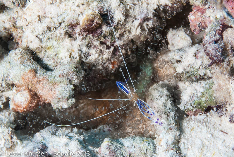 LesterKnutsen Bonaire 2013 DSC7558