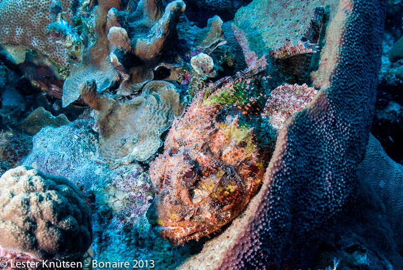 LesterKnutsen Bonaire 2013 DSC7618