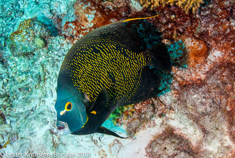 LesterKnutsen Bonaire 2013 DSC7570