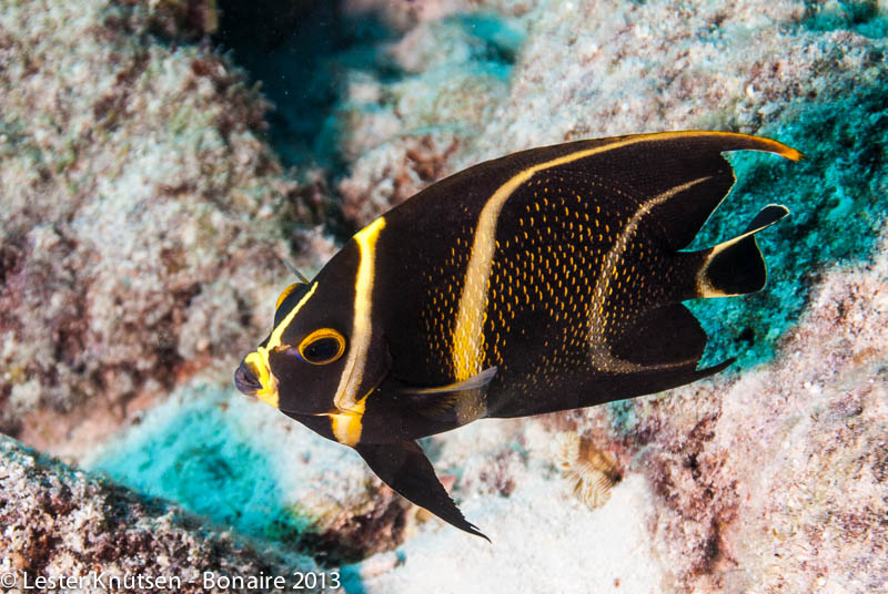 LesterKnutsen Bonaire 2013 DSC7659