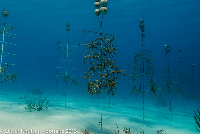 LesterKnutsen Bonaire 2013 DSC7771