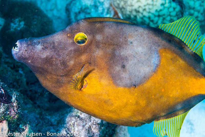 LesterKnutsen Bonaire 2013 DSC7724