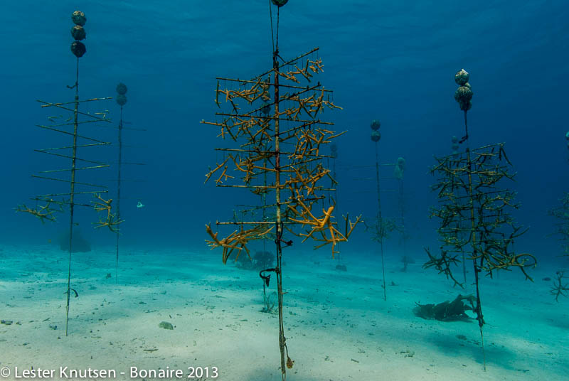 LesterKnutsen Bonaire 2013 DSC7787