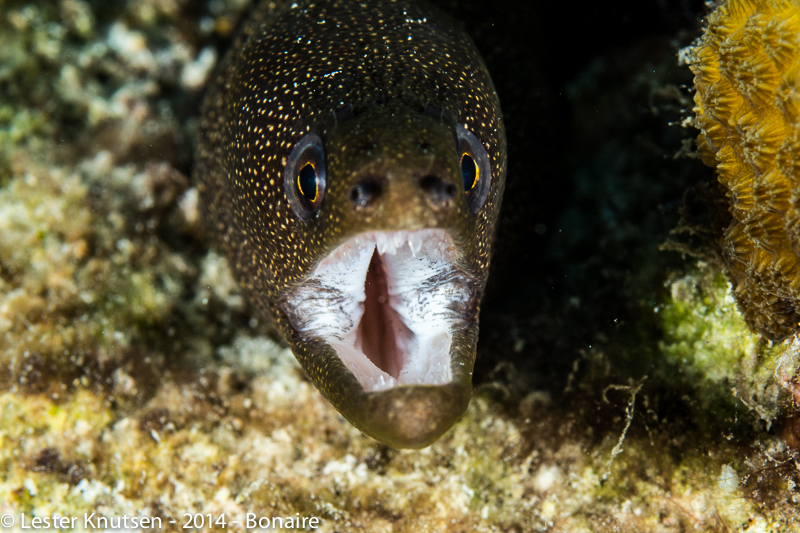 LesterKnutsen Bonaire201410 DSC4337