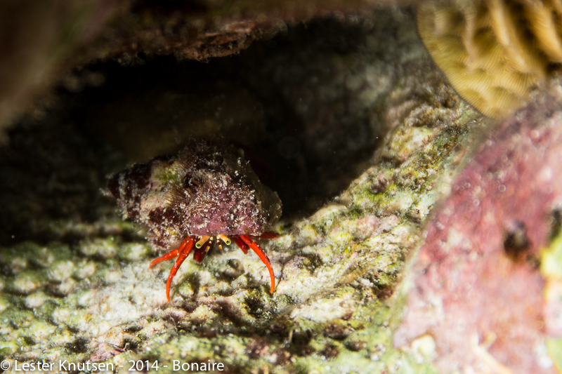 LesterKnutsen Bonaire201410 DSC5401