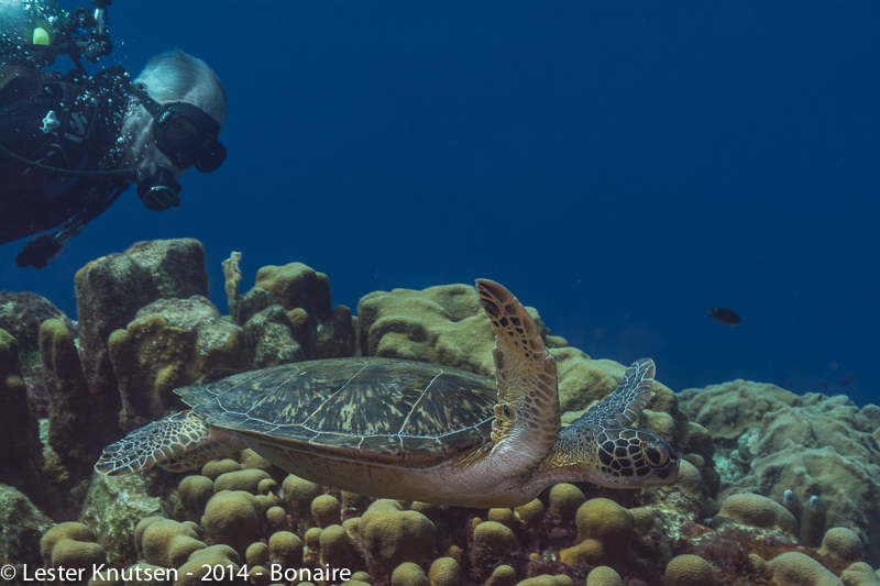 LesterKnutsen Bonaire201410 DSC5044