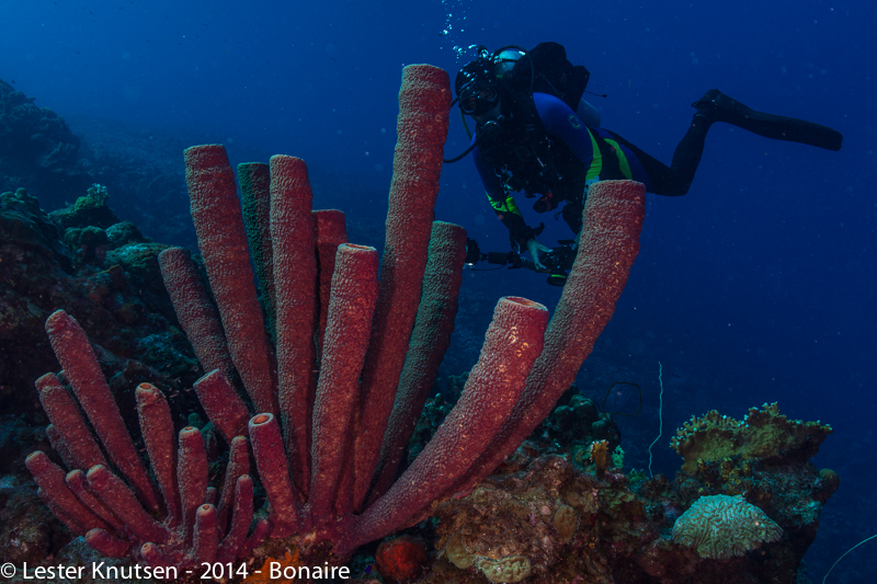 LesterKnutsen Bonaire201410 DSC5753