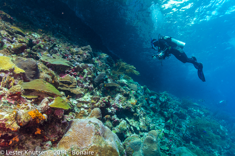 LesterKnutsen Bonaire201410 DSC5912