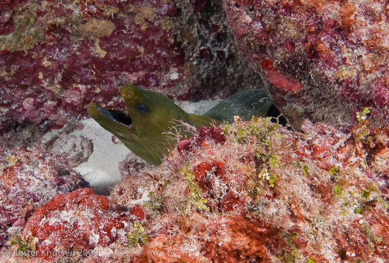 LesterKnutsen Cayman 2010 DSC 8729