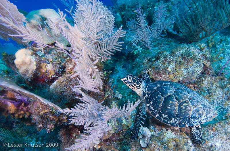 LesterKnutsen Little Cayman 2010 DSC 8936