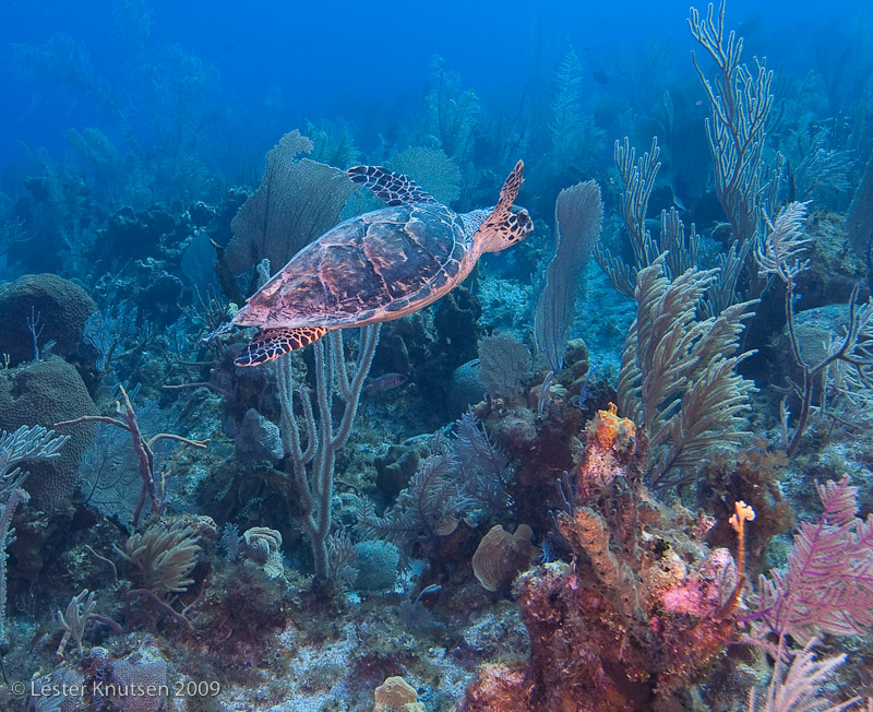 LesterKnutsen Little Cayman 2010 DSC 8948