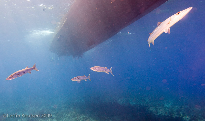 LesterKnutsen Little Cayman 2010 DSC 9126