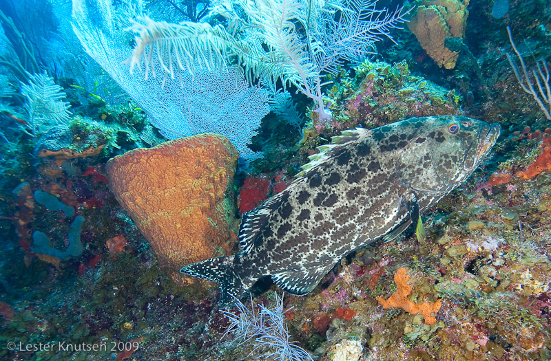 LesterKnutsen Little Cayman 2010 DSC 9180