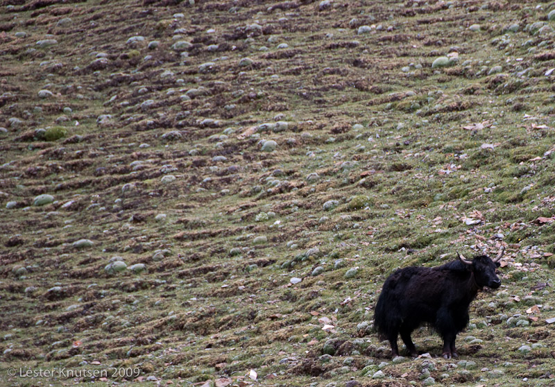 LesterKnutsen Drikung Hike to Tsophak Hermitage DSC 2596