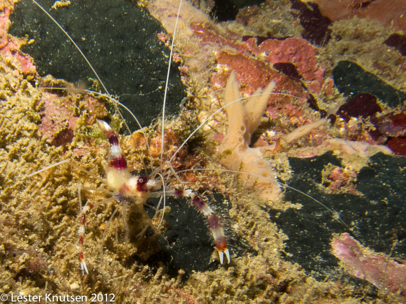 LesterKnutsen RajaAmpat 2012 IMG 2354