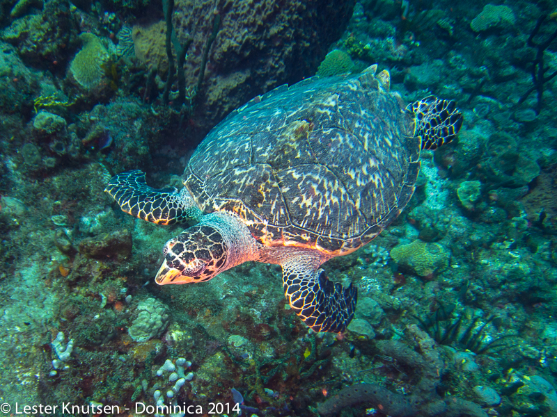 LesterKnutsen Dominica 2014 IMG 7718