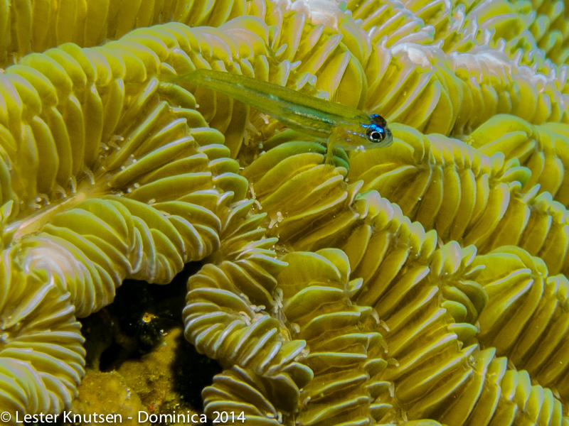 LesterKnutsen Dominica 2014 IMG 7768