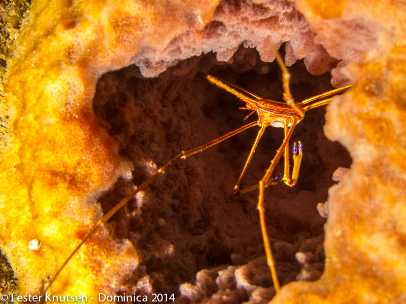 LesterKnutsen Dominica 2014 IMG 8334