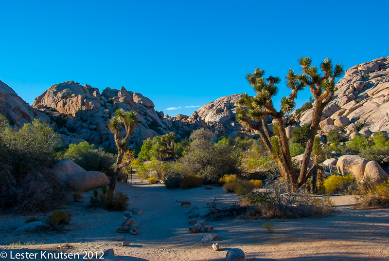 LesterKnutsen CA JoshuaTree2012  DSC7912