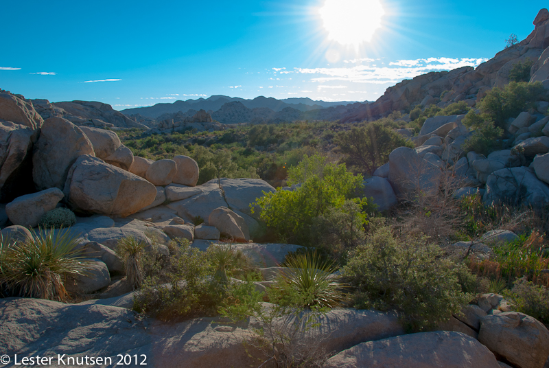 LesterKnutsen CA JoshuaTree2012  DSC7922