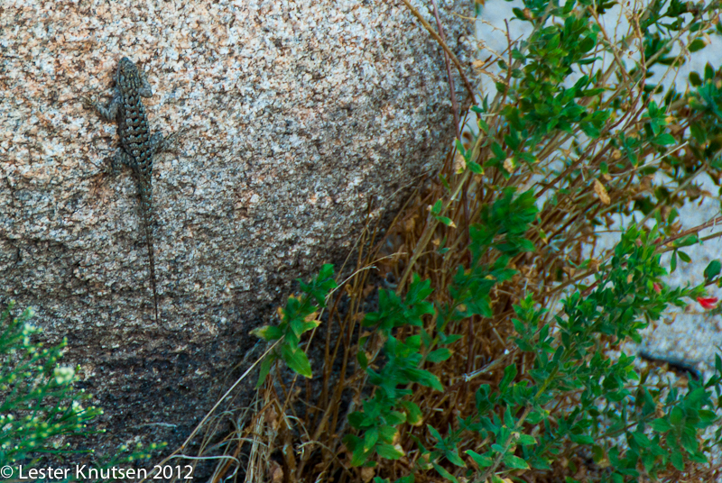 LesterKnutsen CA JoshuaTree2012  DSC7941