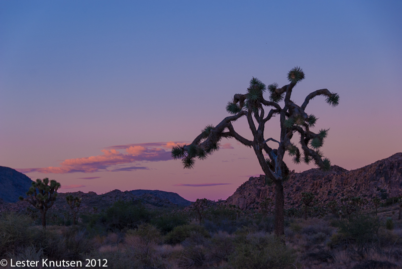 LesterKnutsen CA JoshuaTree2012  DSC8023