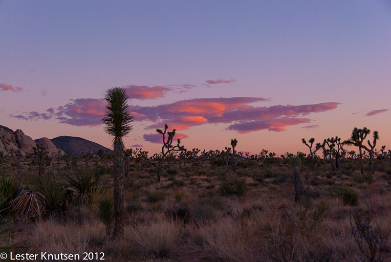 LesterKnutsen CA JoshuaTree2012  DSC8027