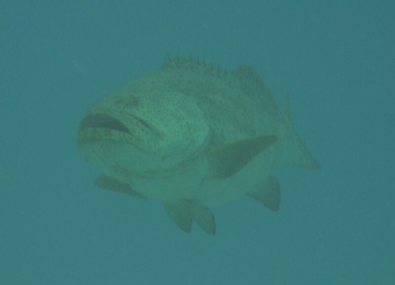 grouper