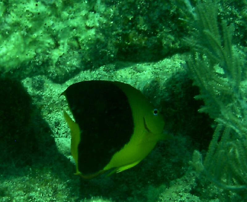 angelfish1