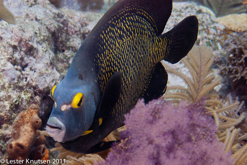 LesterKnutsen KeyLargo2011  DSC2042