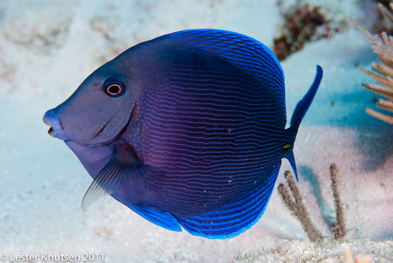LesterKnutsen KeyLargo2011  DSC2145