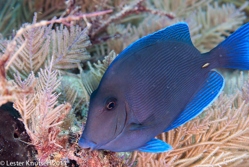 LesterKnutsen KeyLargo2011  DSC2151