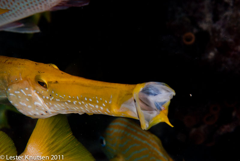 LesterKnutsen KeyLargo2011  DSC2168