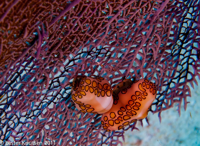 LesterKnutsen KeyLargo2011  DSC2261