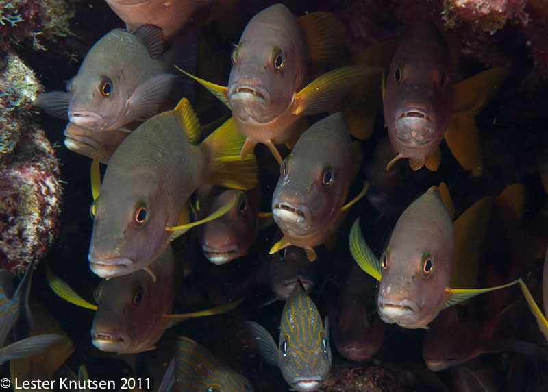 LesterKnutsen KeyLargo2011  DSC2345