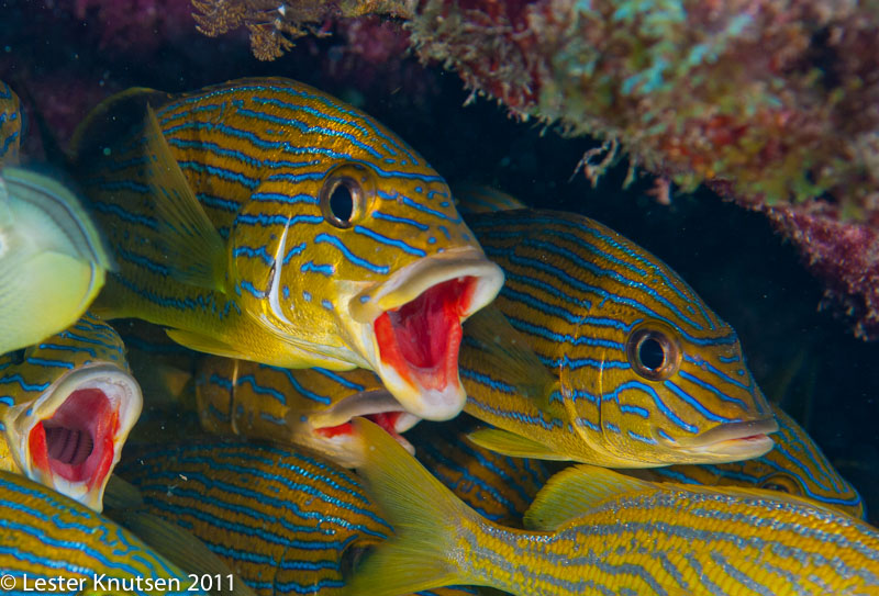 LesterKnutsen KeyLargo2011  DSC2360