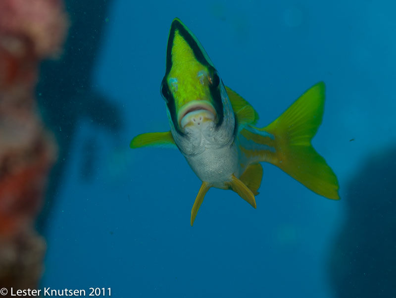 LesterKnutsen KeyLargo2011  DSC2418