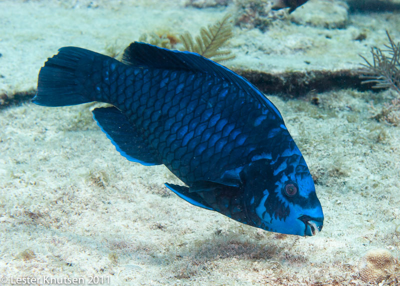 LesterKnutsen KeyLargo2011  DSC2448