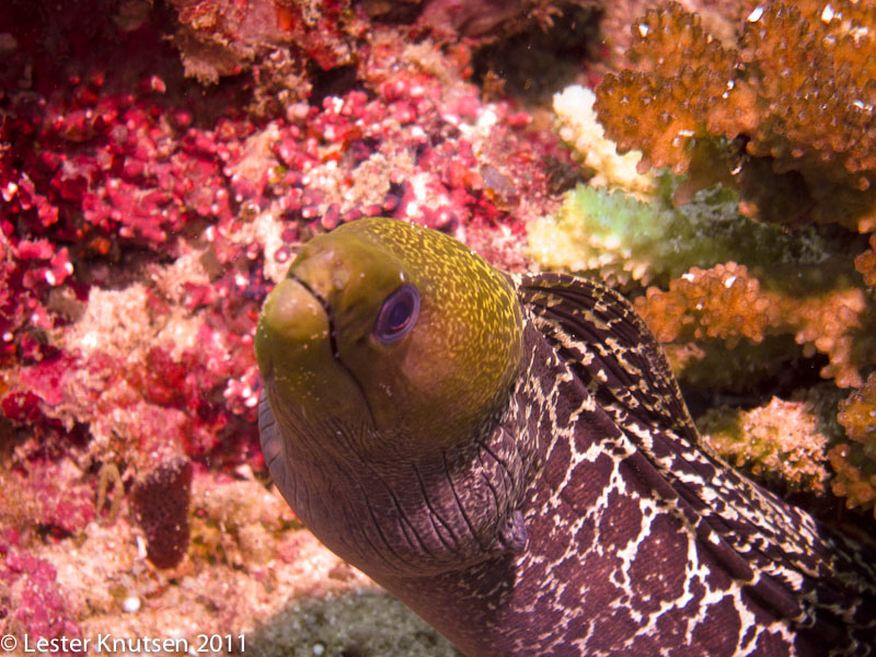 LesterKnutsen Maldives2011 IMG 0980