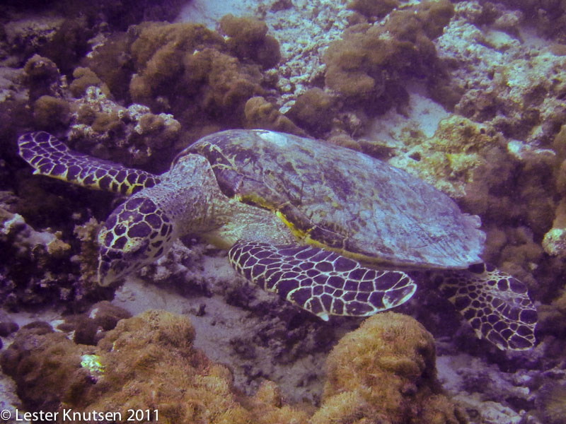 LesterKnutsen Maldives2011 IMG 0993