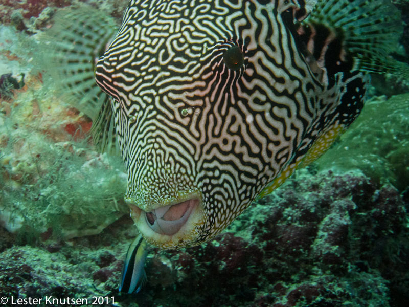 LesterKnutsen Maldives2011 IMG 1080