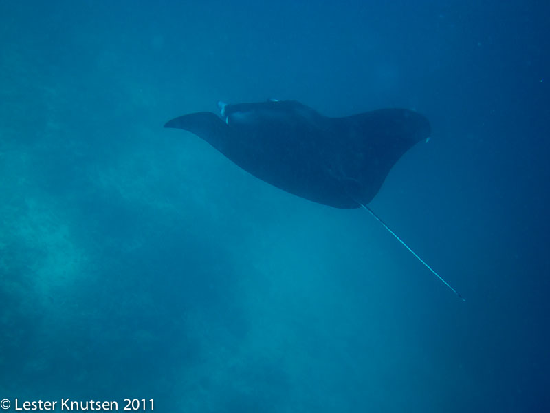 LesterKnutsen Maldives2011 IMG 1102