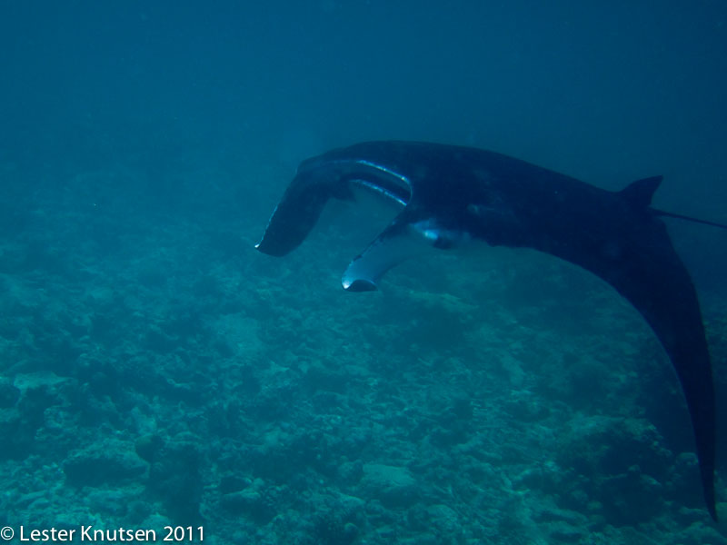 LesterKnutsen Maldives2011 IMG 1103