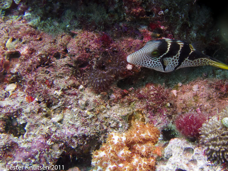 LesterKnutsen Maldives2011 IMG 1181